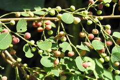 Phyllanthus reticulatus